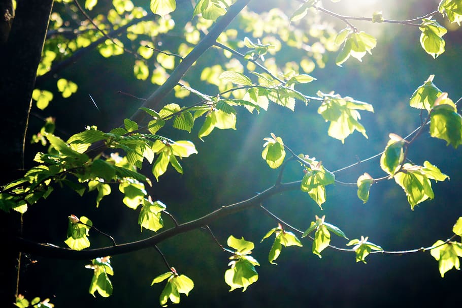 leaves, tree, nature, forest, green, landscape, plant, path, HD wallpaper