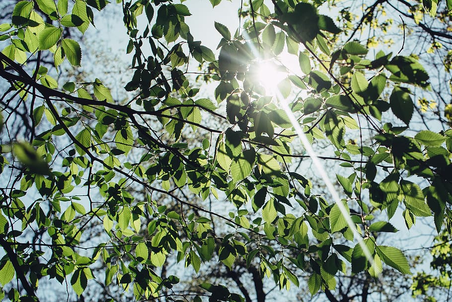 green leafed tree in sunset, plant, low angle view, growth, plant part HD wallpaper