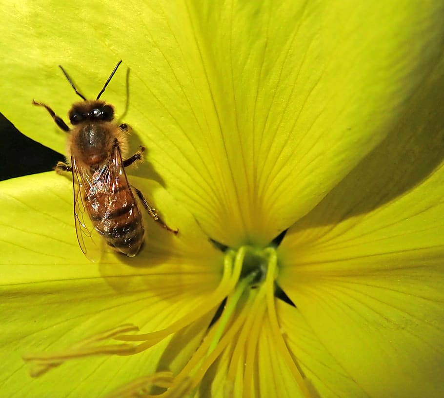 bee, insect, flower, pollen, garden, nature, flowering plant HD wallpaper