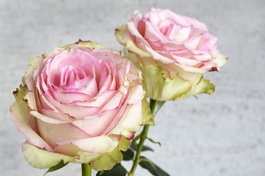 rose, blossom, bloom, flower, nature, pink, romantic, plant HD wallpaper