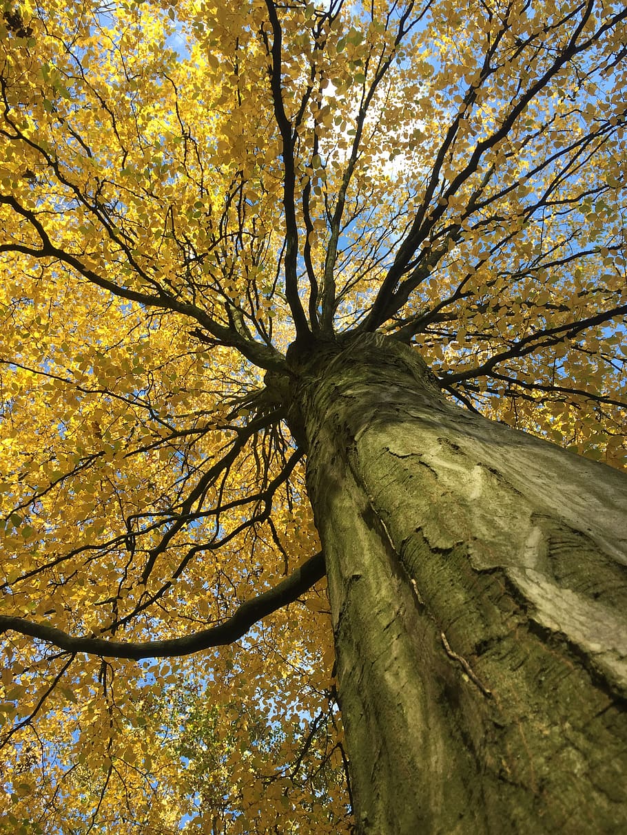 autumn, tree, forest, landscape, nature, leaves, atmosphere HD wallpaper