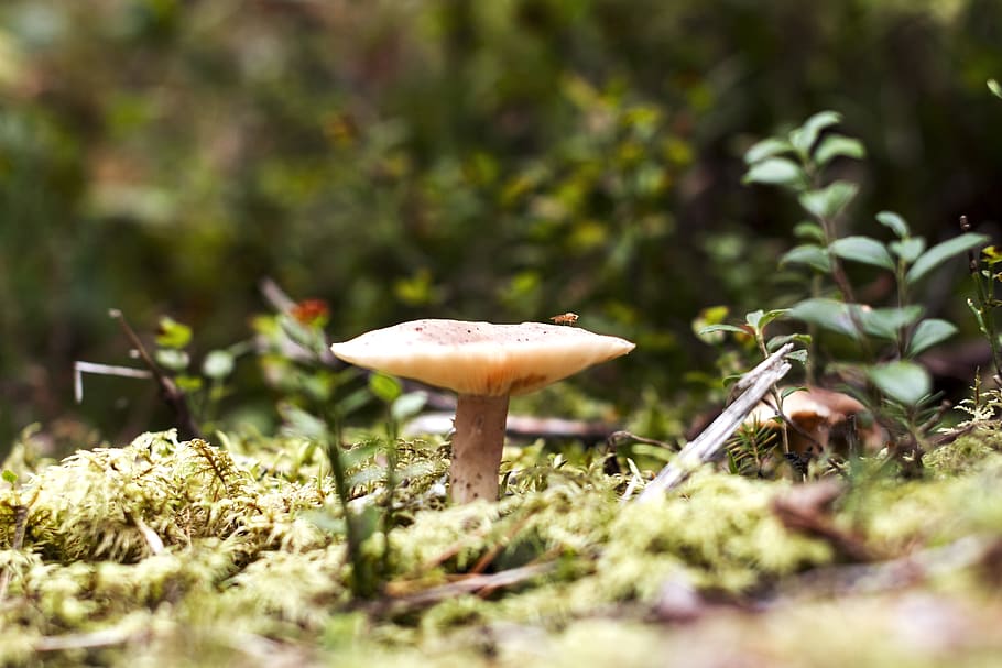 forest, mushroom, insect, fly, close up, norway, oslo, forest floor, HD wallpaper