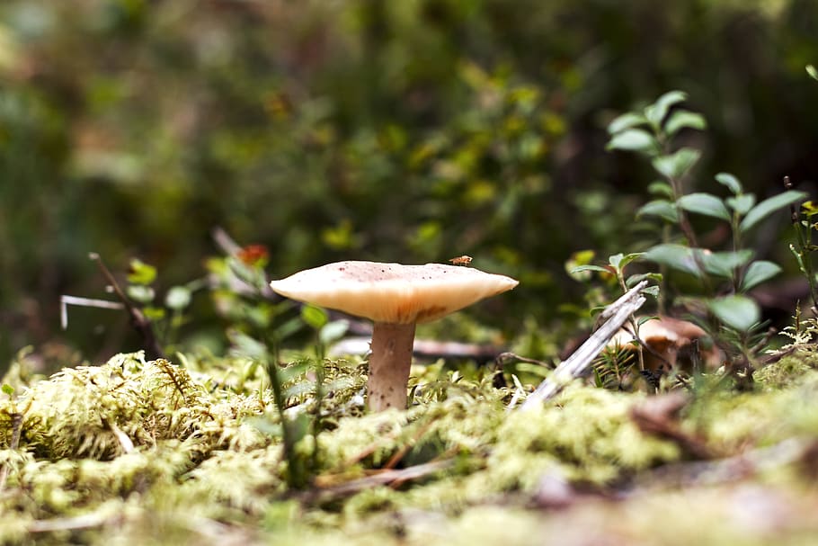 forest, mushroom, insect, fly, close up, norway, oslo, forest floor HD wallpaper