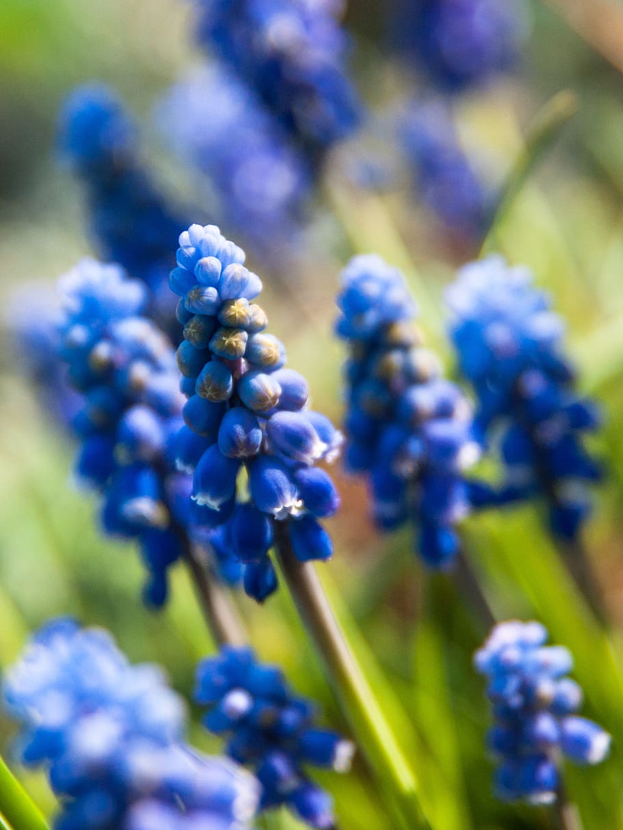 spring, flower, plant, blue, nature, blossom, bloom, close up HD wallpaper