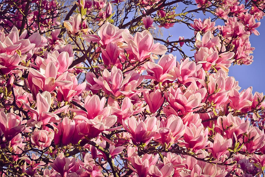 nature, tree, magnolia, blossom, bloom, spring, sky, white, HD wallpaper
