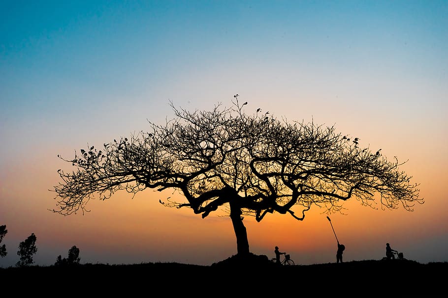 tree, forest, sunset, silhouette, sky, beauty in nature, scenics - nature HD wallpaper