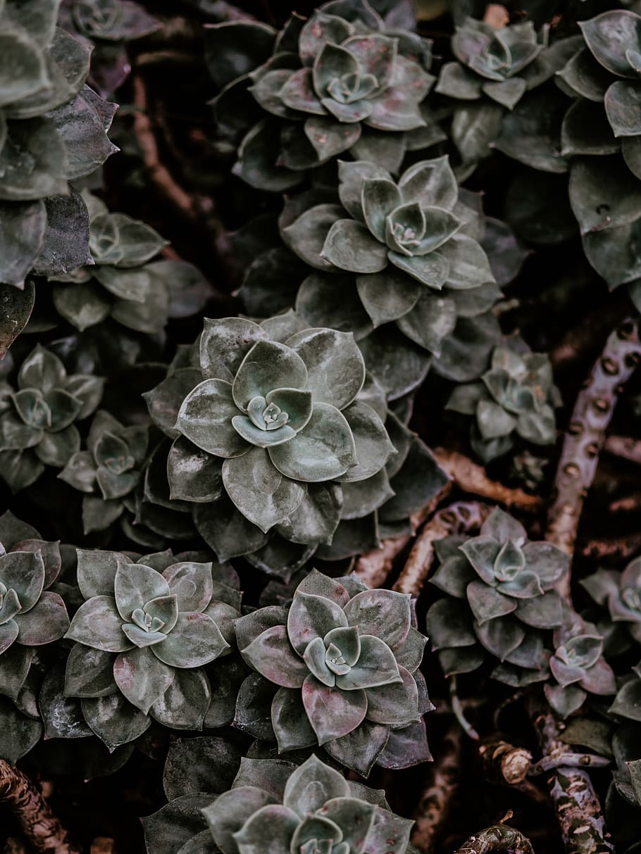 green flower, growth, plant, beauty in nature, plant part, leaf HD wallpaper