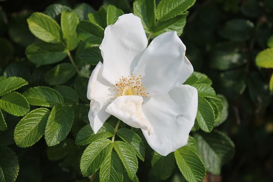 flower, spring, summer, green, nature, plant, flora, botanical HD wallpaper