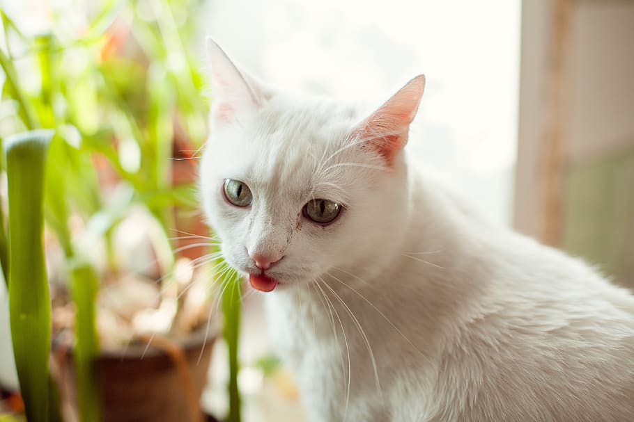 cat, white, kitten, animals, cute, sweet, portrait, eyes, little HD wallpaper