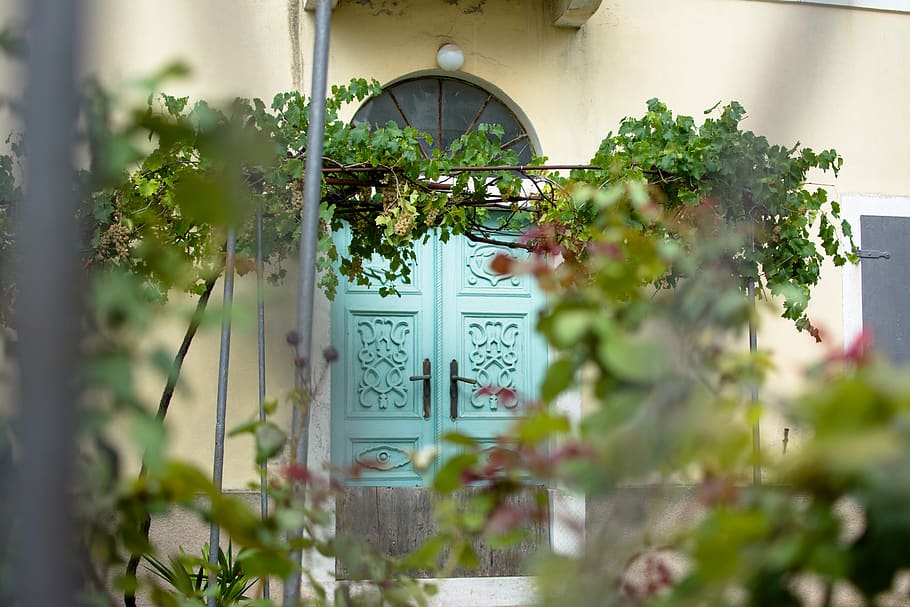 door, wine, mediterranean, plant, growth, nature, flower, no people HD wallpaper
