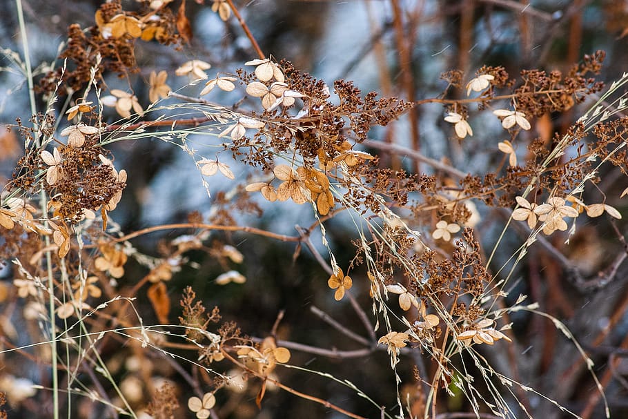 plant, leaf, tree, animal, nature, arachnid, invertebrate, spider HD wallpaper