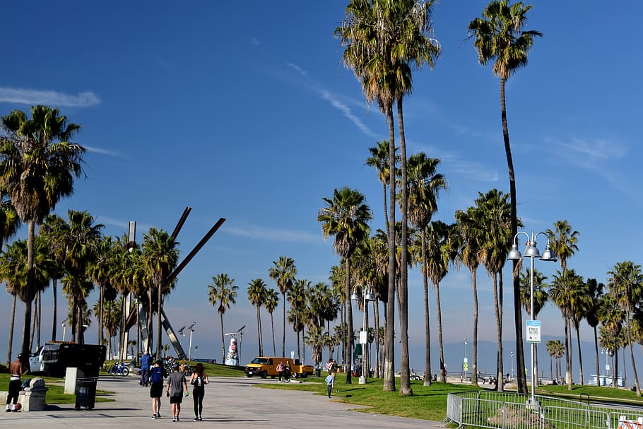 human, person, summer, tree, palm tree, arecaceae, plant, path HD wallpaper