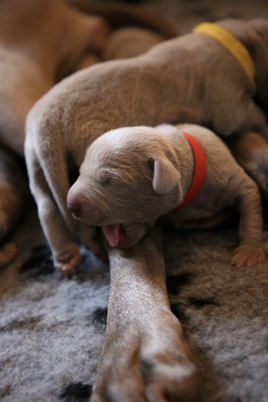 gray puppy yawning, dog, animal, canine, mammal, pet, pig, snout HD wallpaper