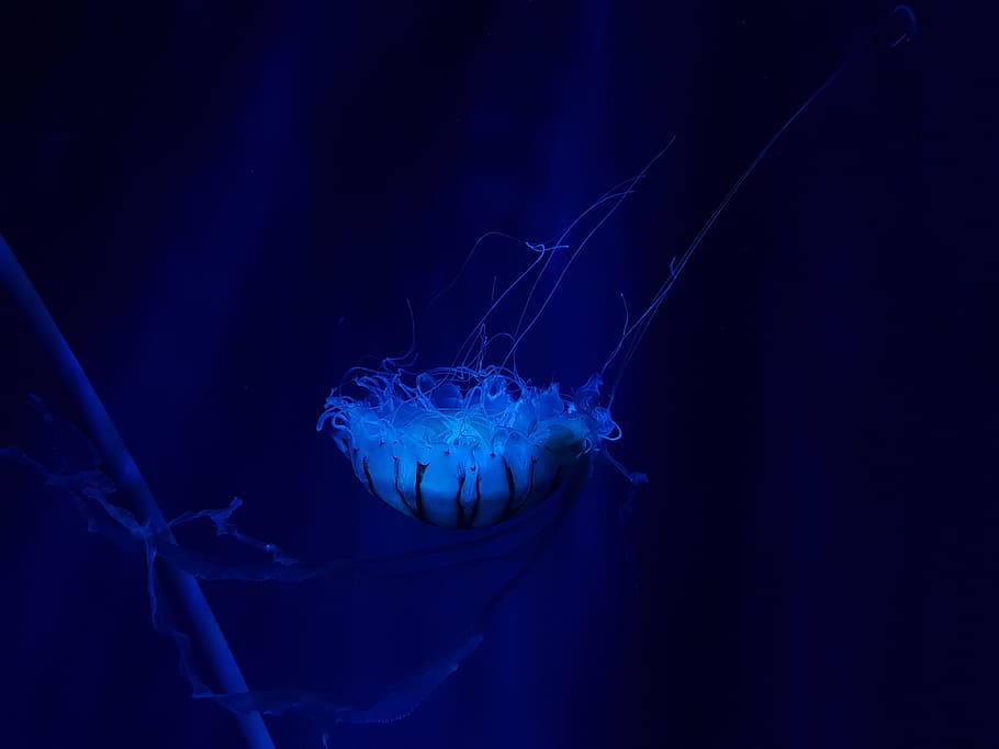 jellyfish underwater, aquarium, marine life, sea life, wildlife, HD wallpaper