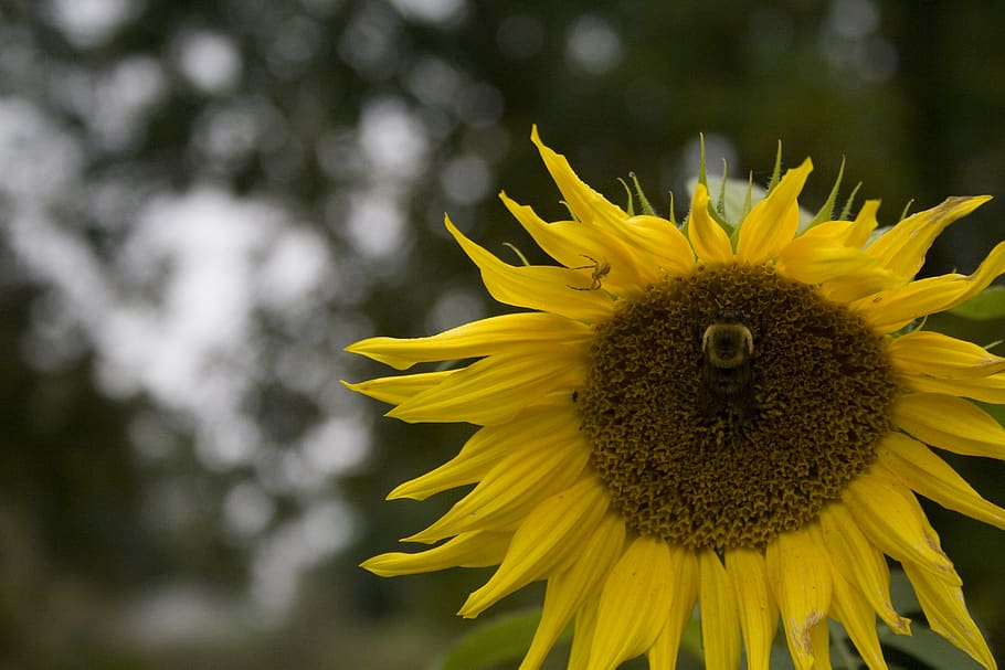 united states, amery, flower, autumn, bee, spider, sunflower, HD wallpaper