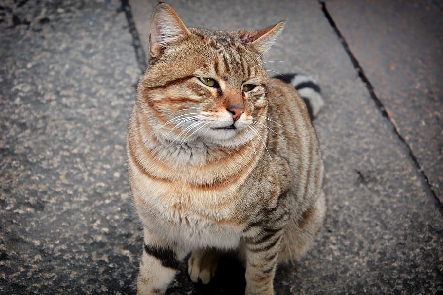 cat, feline, mammal, one animal, domestic animals, pets, domestic cat HD wallpaper
