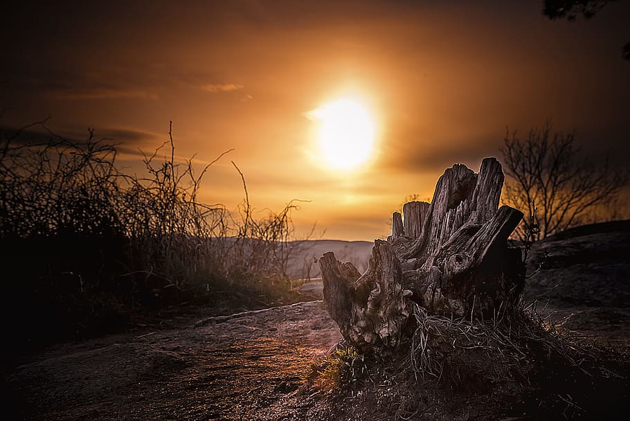 bare tree in desert, stump, trunk, sunset, golden hour, back lit HD wallpaper