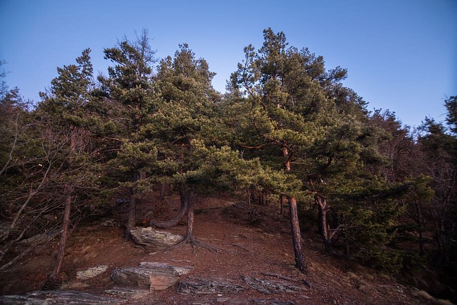 Photography of  Trees Under Clear Blue Sky, branches, conifers HD wallpaper
