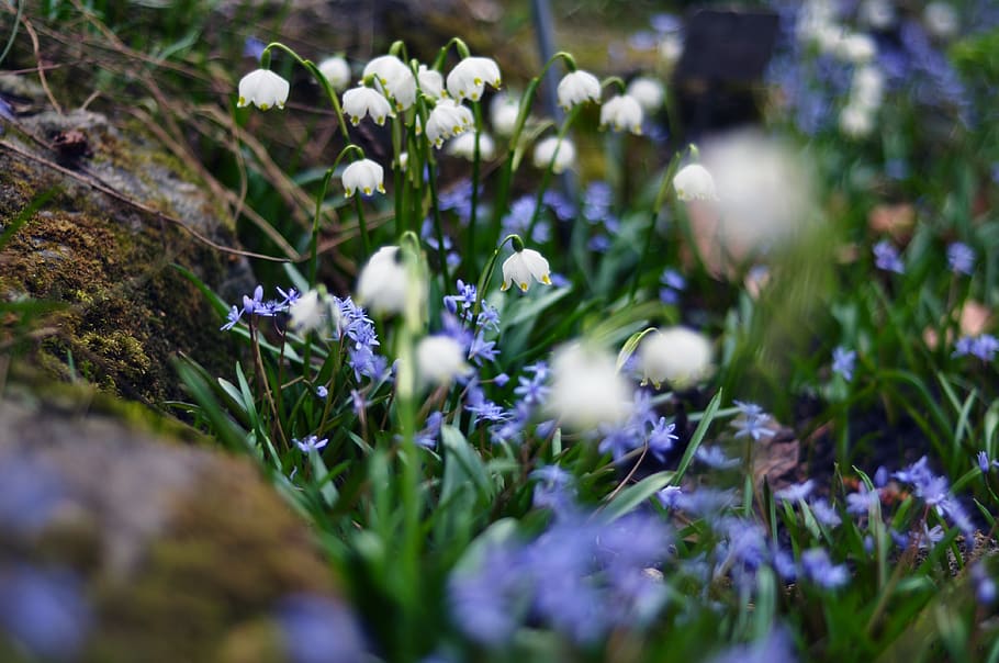 white petaled flower, flowering plant, vulnerability, fragility HD wallpaper