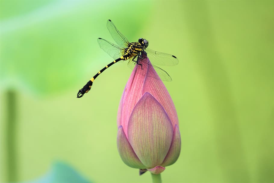 flower, lotus, dragonfly, green, nature, bud, summer, insect, HD wallpaper