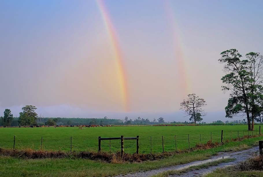 Rainbow Above the Green Grass Lawn, color, cropland, environment HD wallpaper