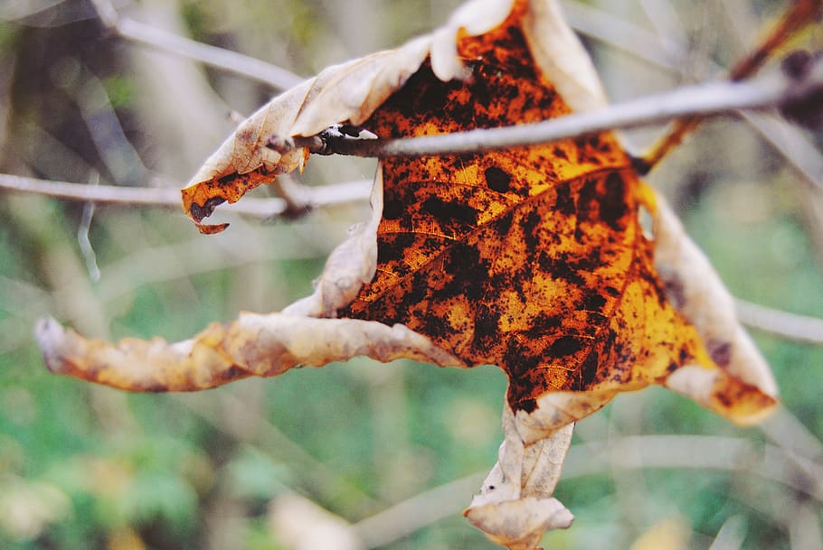 leaf, forest, sad, uschnięty, orange, gold, autumn, nature HD wallpaper