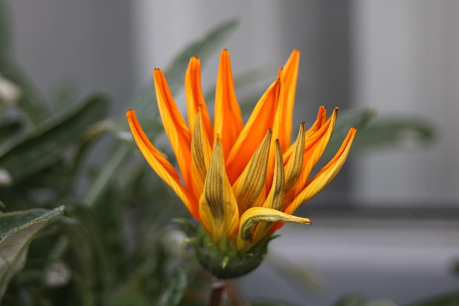 flower, nature, orange, sheet, green, flowering plant, growth HD wallpaper