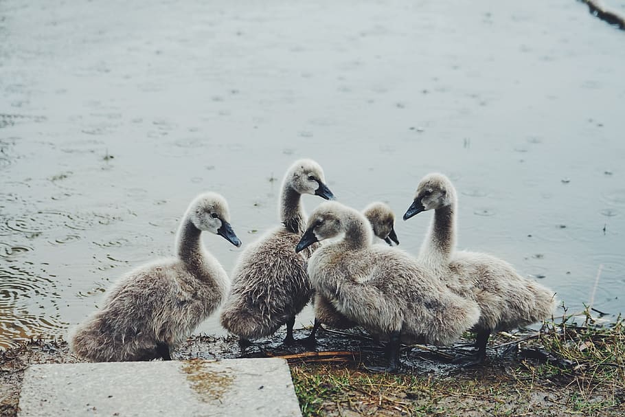 five gray ducks, group of animals, animal themes, animals in the wild HD wallpaper
