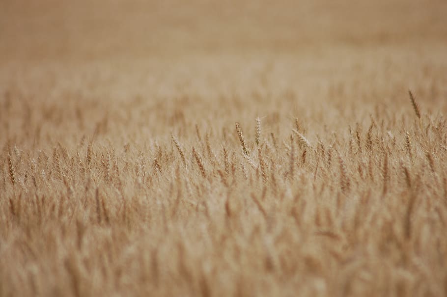 germany, vollersroda, backgrounds, agriculture, cereal plant HD wallpaper