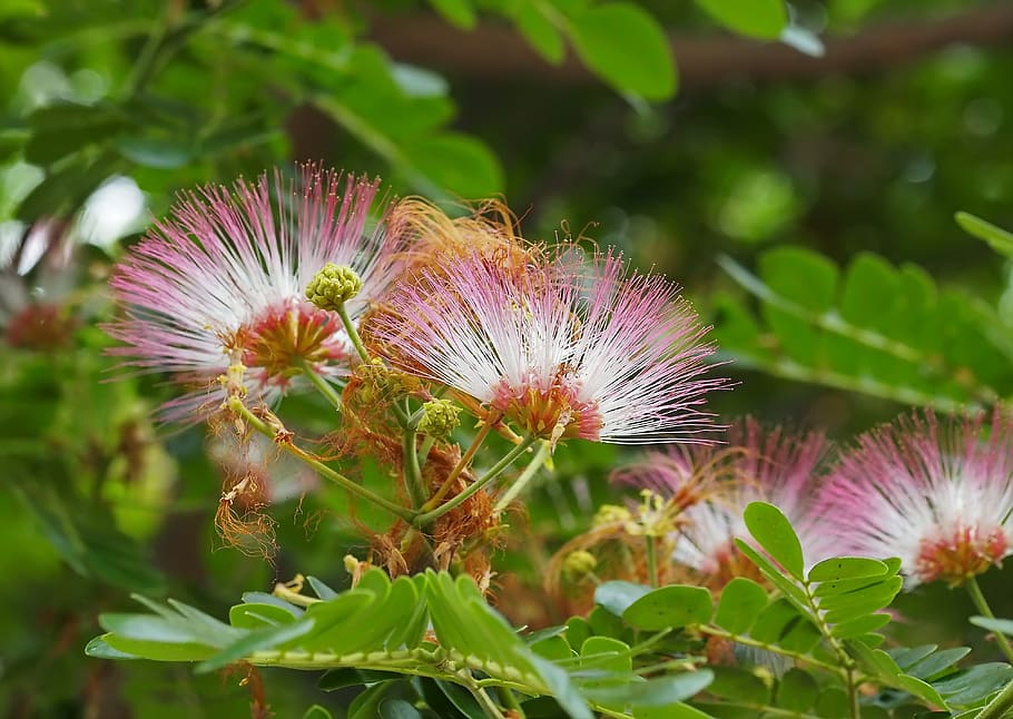 nature, flora, leaf, flower, summer, bright, tree, outdoors HD wallpaper