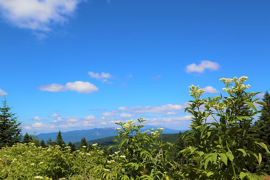 landscape, nature, sky, forest, trees, clouds, outdoor, plant HD wallpaper