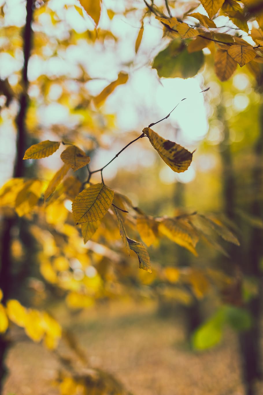 bucharest, romania, bokeh, fall, autumn, rusty, blurry, trees HD wallpaper