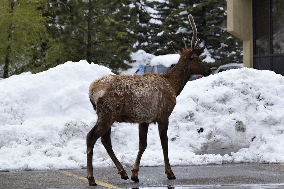 exappiah, elk, snow, cold temperature, winter, mammal, animal themes HD wallpaper