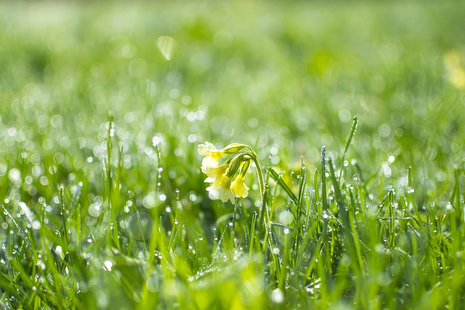 Green Grass at Daytime, dew, droplets, flower, greenery, nature HD wallpaper