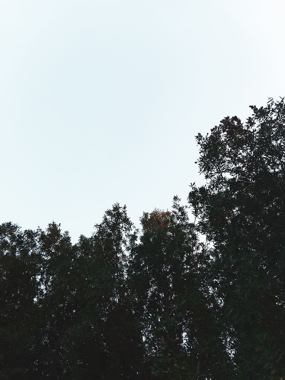 trees, forest, outdoors, skye, white, black, dark, nature, plant HD wallpaper