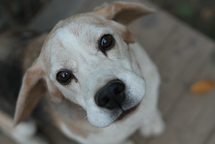 beagle, dog, bitch, portrait, dog eyes, canine, domestic, one animal HD wallpaper