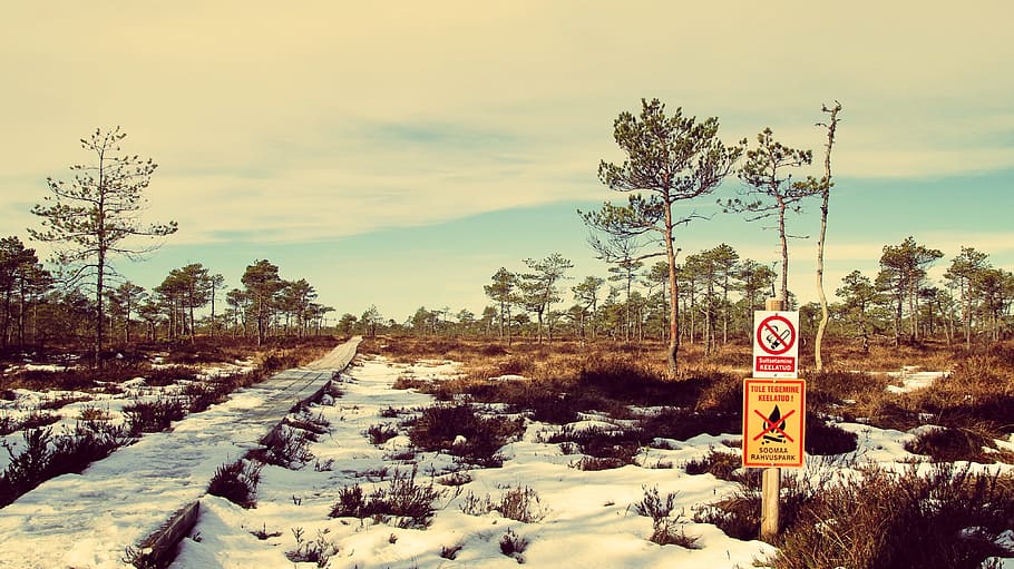Snowy Road Surrounded by Trees, clouds, cold, color, dawn, daylight HD wallpaper