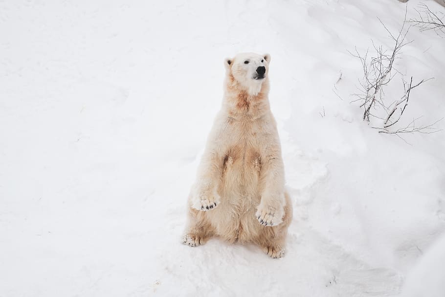 polar bear standing on snow, one animal, cold temperature, animal themes HD wallpaper