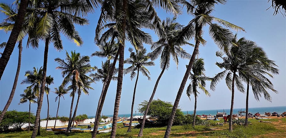brown coconuts trees beside shoreline, palm tree, tropical climate HD wallpaper