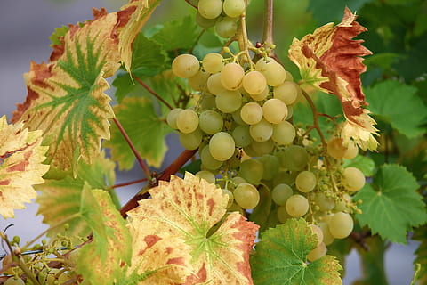 grape, vine, wine, winegrowing, green grapes, fruit, grapevine HD wallpaper