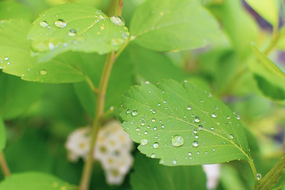 Water Droplets on Green Leaves, bright, close-up, daytime, dew HD wallpaper