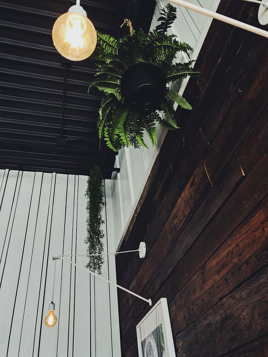 plants, decor, minimalism, low angle view, built structure HD wallpaper