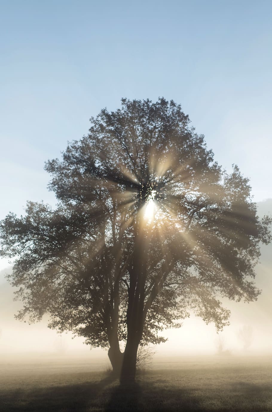 sunbeam, light beam, backlighting, mystical, nature, trees HD wallpaper