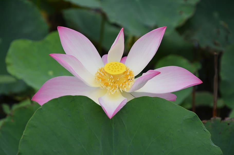 lotus, flower, pink, flowering plant, freshness, petal, vulnerability HD wallpaper
