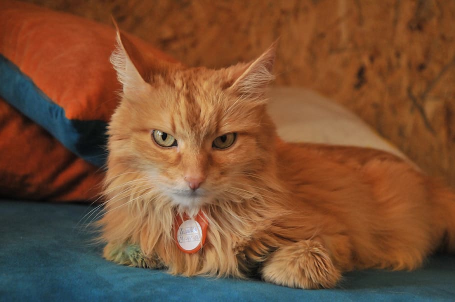 redhead, serious, cat, bright, color, colorful, mammal, domestic HD wallpaper
