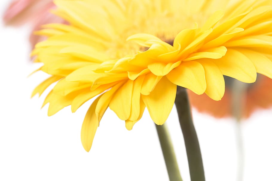 white, isolated, flower, closeup, detail, flora, floral, flores HD wallpaper