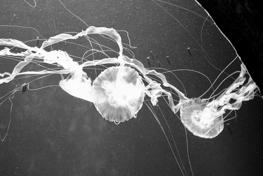 jellyfish, animal, sea life, invertebrate, person, human, aquatic, HD wallpaper