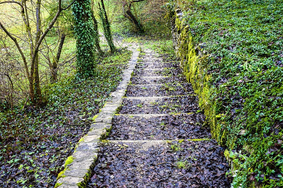 nature, path, steps, trail, greenery, lonely, forest, woods HD wallpaper