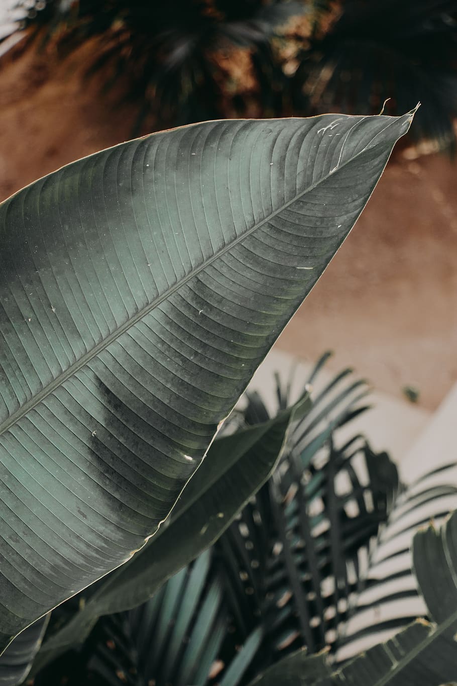 simple, canon, texture, plant, leaf, green, plant part, close-up HD wallpaper