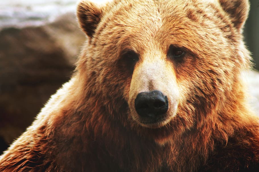 Brown Bear, animals, beast, wild, one animal, animal themes, mammal HD wallpaper